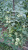 Рассада Томат Сараевский №1 № 164 сорт морозустойчивый средний, детерминантный, красный, р7