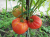Рассада Томат Безразмерный № 176 сорт с самыми крупными плодами средний, индетерминантный, красный, р7
