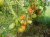 Рассада Томат Шунтукский великан № 178 сорт с самыми крупными плодами средний, индетерминантный, красный, р7